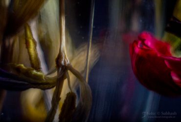 SUBHASH | Tod du wirst meine letzte Liebe sein (5)